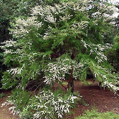 Kunzea ericoides - tree showing weeping branches characteristic of this species.<br>Photographer: Peter J de Lange, Licence: <a target='_blank' href='https://creativecommons.org/licenses/by-nc/4.0'>CC BY-NC</a>.