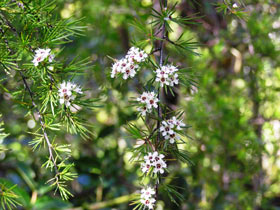 Burgan/Kanuka Kunzea ericoides Native Shrub Seed Hardy White Flower to 5 metres.