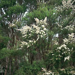 Marahau.<br>Photographer: Peter J de Lange, Licence: <a target='_blank' href='https://creativecommons.org/licenses/by-nc/4.0'>CC BY-NC</a>.