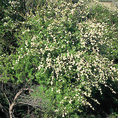 Collingwood, Aorere, Bishops Corner.<br>Photographer: Peter J de Lange, Licence: <a target='_blank' href='https://creativecommons.org/licenses/by-nc/4.0'>CC BY-NC</a>.