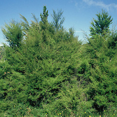 Canaan Downs, Takaka Hill.<br>Photographer: Peter J de Lange, Licence: <a target='_blank' href='https://creativecommons.org/licenses/by-nc/4.0'>CC BY-NC</a>.