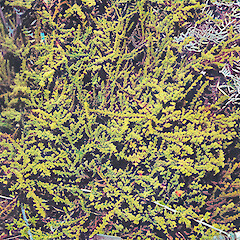 Mangatepopo, December.<br>Photographer: John Smith-Dodsworth, Licence: <a target='_blank' href='https://creativecommons.org/licenses/by-nc/4.0'>CC BY-NC</a>.
