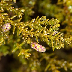 male cones. Temple Basin, Arthurs Pass.<br>Photographer: Mike Thorsen, Licence: All rights reserved.