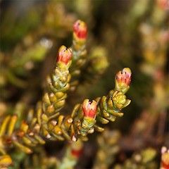 female cone. Temple Basin, Arthurs Pass.<br>Photographer: Mike Thorsen, Licence: All rights reserved.