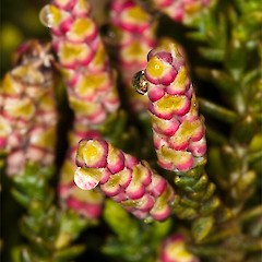 male cones. Temple Basin, Arthurs Pass.<br>Photographer: Mike Thorsen, Licence: All rights reserved.