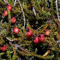 Silica Springs Track, Ruapehu.<br>Photographer: John Smith-Dodsworth, Licence: <a target='_blank' href='https://creativecommons.org/licenses/by-nc/4.0'>CC BY-NC</a>.