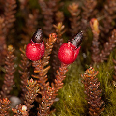 Lepidothamnus laxifolius.<br>Photographer: Mike Thorsen, Licence: All rights reserved.