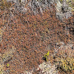 Lepidothamnus laxifolius.<br>Photographer: Mike Thorsen, Licence: All rights reserved.