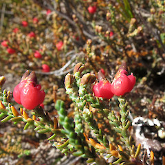 Caples Valley.<br>Photographer: John Barkla, Date taken: 01/03/2013, Licence: <a target='_blank' href='https://creativecommons.org/licenses/by/4.0'>CC BY</a>.