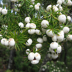 Leptecophylla juniperina subsp. juniperina