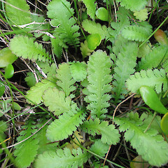 Pounawea.<br>Photographer: John Barkla, Licence: <a target='_blank' href='https://creativecommons.org/licenses/by/4.0'>CC BY</a>.