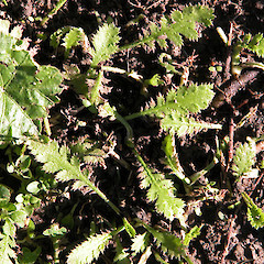 In cultivation, Gisborne.<br>Photographer: Mike Thorsen, Licence: All rights reserved.