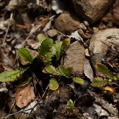 Leptinella dioica.<br>Photographer: Mike Thorsen, Licence: All rights reserved.