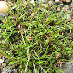 Cultivated.<br>Photographer: John Barkla, Licence: <a target='_blank' href='https://creativecommons.org/licenses/by/4.0'>CC BY</a>.