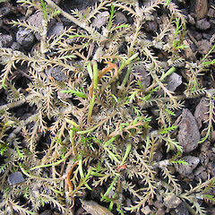 Cultivated.<br>Photographer: John Barkla, Licence: <a target='_blank' href='https://creativecommons.org/licenses/by/4.0'>CC BY</a>.