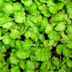 Leptinella squalida subsp. squalida