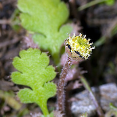 Leptinella squalida subsp. squalida close up of flowering capitulum. Terawhiti Station, south Wellington coast.<br>Photographer: Jeremy R. Rolfe, Date taken: 01/11/2006, Licence: <a target='_blank' href='https://creativecommons.org/licenses/by/4.0'>CC BY</a>.