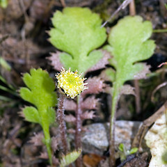 Leptinella squalida subsp. squalida foliage and capitulum—note brown basal pinnae. Terawhiti Station, south Wellington coast.<br>Photographer: Jeremy R. Rolfe, Date taken: 01/11/2006, Licence: <a target='_blank' href='https://creativecommons.org/licenses/by/4.0'>CC BY</a>.
