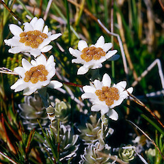 Mitre, Tararua Forest Park.<br>Photographer: Jeremy R. Rolfe, Date taken: 16/04/1994, Licence: <a target='_blank' href='https://creativecommons.org/licenses/by/4.0'>CC BY</a>. <a class='member-message' href='/nzpcn/why-join-nzpcn/' target='_blank'>Members can view a larger version of this image.</a>