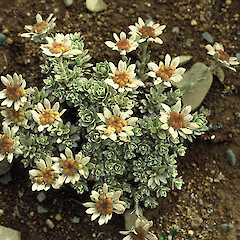 Te Anau.<br>Photographer: Peter J de Lange, Licence: <a target='_blank' href='https://creativecommons.org/licenses/by-nc/4.0'>CC BY-NC</a>. <a class='member-message' href='/nzpcn/why-join-nzpcn/' target='_blank'>Members can view a larger version of this image.</a>