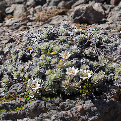 Leucogenes leontopodium.<br>Photographer: Mike Thorsen, Licence: All rights reserved. <a class='member-message' href='/nzpcn/why-join-nzpcn/' target='_blank'>Members can view a larger version of this image.</a>