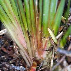 Leaf bases. Eastbourne.<br>Photographer: Jeremy R. Rolfe, Date taken: 09/12/2006, Licence: <a target='_blank' href='https://creativecommons.org/licenses/by/4.0'>CC BY</a>. <a class='member-message' href='/nzpcn/why-join-nzpcn/' target='_blank'>Members can view a larger version of this image.</a>