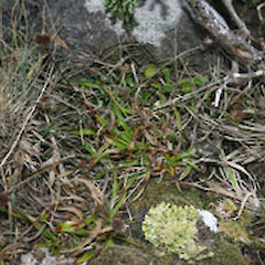 Luzula banksiana var. acra.<br>Photographer: Mike Thorsen, Licence: All rights reserved.