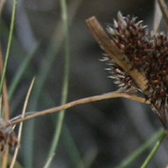 Luzula banksiana var. acra.<br>Photographer: Mike Thorsen, Licence: All rights reserved.