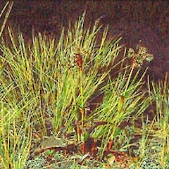 Mangatepopo, November.<br>Photographer: John Smith-Dodsworth, Licence: <a target='_blank' href='https://creativecommons.org/licenses/by-nc/4.0'>CC BY-NC</a>.