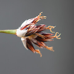 Nenthorn.<br>Photographer: Mike Thorsen, Licence: All rights reserved. <a class='member-message' href='/nzpcn/why-join-nzpcn/' target='_blank'>Members can view a larger version of this image.</a>