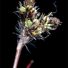 Inflorescence (part). West Eweburn, Otago.<br>Photographer: Mike Thorsen, Licence: All rights reserved. <a class='member-message' href='/nzpcn/why-join-nzpcn/' target='_blank'>Members can view a larger version of this image.</a>