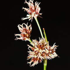 Inflorescence, in cultivation.<br>Photographer: Jeremy R. Rolfe, Date taken: 15/10/2011, Licence: <a target='_blank' href='https://creativecommons.org/licenses/by/4.0'>CC BY</a>. <a class='member-message' href='/nzpcn/why-join-nzpcn/' target='_blank'>Members can view a larger version of this image.</a>