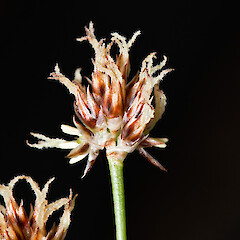 Part of inflorescence, in cultivation.<br>Photographer: Jeremy R. Rolfe, Date taken: 15/10/2011, Licence: <a target='_blank' href='https://creativecommons.org/licenses/by/4.0'>CC BY</a>. <a class='member-message' href='/nzpcn/why-join-nzpcn/' target='_blank'>Members can view a larger version of this image.</a>