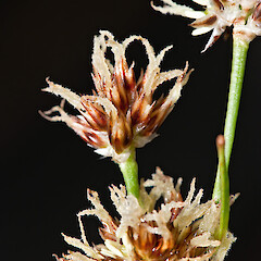 Inflorescence, in cultivation.<br>Photographer: Jeremy R. Rolfe, Date taken: 15/10/2011, Licence: <a target='_blank' href='https://creativecommons.org/licenses/by/4.0'>CC BY</a>. <a class='member-message' href='/nzpcn/why-join-nzpcn/' target='_blank'>Members can view a larger version of this image.</a>