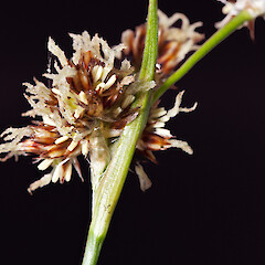 Bract at base of inflorescence, in cultivation.<br>Photographer: Jeremy R. Rolfe, Date taken: 15/10/2011, Licence: <a target='_blank' href='https://creativecommons.org/licenses/by/4.0'>CC BY</a>. <a class='member-message' href='/nzpcn/why-join-nzpcn/' target='_blank'>Members can view a larger version of this image.</a>