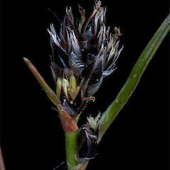 Ida Range.<br>Photographer: Mike Thorsen, Licence: All rights reserved. <a class='member-message' href='/nzpcn/why-join-nzpcn/' target='_blank'>Members can view a larger version of this image.</a>