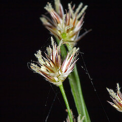 Inflorescence. Butterfly Creek, Eastbourne, Lower Hutt.<br>Photographer: Jeremy R. Rolfe, Date taken: 23/12/2006, Licence: <a target='_blank' href='https://creativecommons.org/licenses/by/4.0'>CC BY</a>. <a class='member-message' href='/nzpcn/why-join-nzpcn/' target='_blank'>Members can view a larger version of this image.</a>
