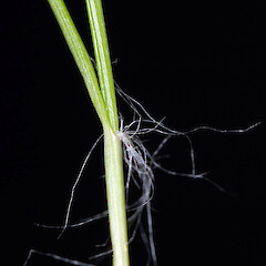 Villous junction of lamina and sheath. Butterfly Creek, Eastbourne, Lower Hutt.<br>Photographer: Jeremy R. Rolfe, Date taken: 24/12/2006, Licence: <a target='_blank' href='https://creativecommons.org/licenses/by/4.0'>CC BY</a>. <a class='member-message' href='/nzpcn/why-join-nzpcn/' target='_blank'>Members can view a larger version of this image.</a>