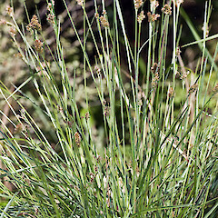In cultivation ex Waitakere.<br>Photographer: Jeremy R. Rolfe, Date taken: 19/10/2007, Licence: <a target='_blank' href='https://creativecommons.org/licenses/by/4.0'>CC BY</a>. <a class='member-message' href='/nzpcn/why-join-nzpcn/' target='_blank'>Members can view a larger version of this image.</a>