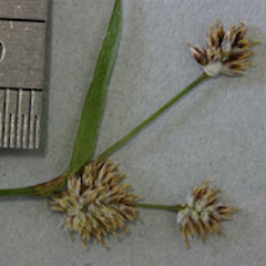 Luzula subclavata