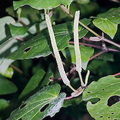 Male inflorescence. Silverstream, Upper Hutt.<br>Photographer: Jeremy R. Rolfe, Date taken: 07/10/2006, Licence: <a target='_blank' href='https://creativecommons.org/licenses/by/4.0'>CC BY</a>.
