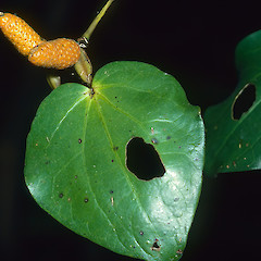 Wellington Botanic Garden.<br>Photographer: Jeremy R. Rolfe, Date taken: 28/01/1986, Licence: <a target='_blank' href='https://creativecommons.org/licenses/by/4.0'>CC BY</a>.