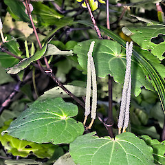 Male inflorescence. Tamahunga, Omaha.<br>Photographer: Jeremy R. Rolfe, Date taken: 14/10/2009, Licence: <a target='_blank' href='https://creativecommons.org/licenses/by/4.0'>CC BY</a>.