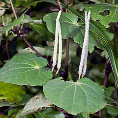 Male inflorescence. Tamahunga, Omaha.<br>Photographer: Jeremy R. Rolfe, Date taken: 14/10/2009, Licence: <a target='_blank' href='https://creativecommons.org/licenses/by/4.0'>CC BY</a>.