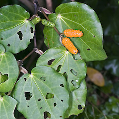 Hemi Matenga Scenic Reserve, Waikanae.<br>Photographer: Jeremy R. Rolfe, Date taken: 15/02/2010, Licence: <a target='_blank' href='https://creativecommons.org/licenses/by/4.0'>CC BY</a>.