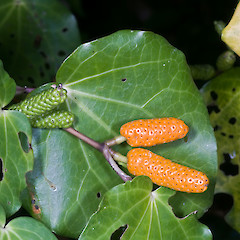 Hemi Matenga Scenic Reserve, Waikanae.<br>Photographer: Jeremy R. Rolfe, Date taken: 15/02/2010, Licence: <a target='_blank' href='https://creativecommons.org/licenses/by/4.0'>CC BY</a>.