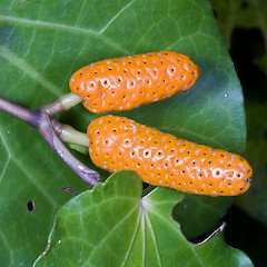 Hemi Matenga Scenic Reserve, Waikanae.<br>Photographer: Jeremy R. Rolfe, Date taken: 15/02/2010, Licence: <a target='_blank' href='https://creativecommons.org/licenses/by/4.0'>CC BY</a>.