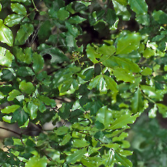 Mana Island.<br>Photographer: Jeremy R. Rolfe, Date taken: 06/02/1987, Licence: <a target='_blank' href='https://creativecommons.org/licenses/by/4.0'>CC BY</a>.