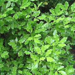 Queen Elizabeth Park Wellington.<br>Photographer: John Barkla, Licence: <a target='_blank' href='https://creativecommons.org/licenses/by/4.0'>CC BY</a>.