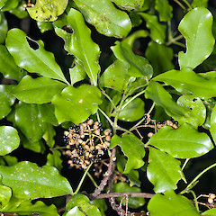 Mature fruit. Lower Hutt, Hutt River Trail near Belmont.<br>Photographer: Jeremy R. Rolfe, Date taken: 27/03/2011, Licence: <a target='_blank' href='https://creativecommons.org/licenses/by/4.0'>CC BY</a>.